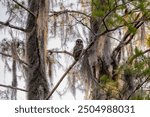 Baby Barred Owl Fledgling sitting in a pine tree at Okefenokee Swamp park boat tour in Georgia.