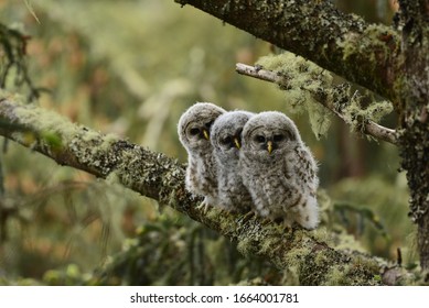 Baby Barred Owls in Washington State. *No edits.