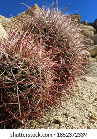 Baby Barrel Cactus Near The Art Smith Trail, Santa Rosa And San Jacinto Mountains National Monument, California