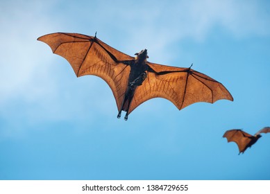 Baby Bat And Mother Are Flying