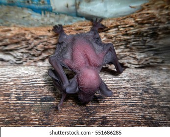 Baby Bats Clinging To A Plank Of Wood Under The Bridge