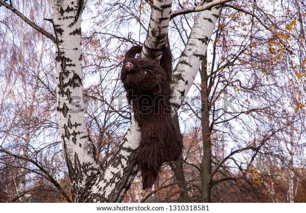 Baby Bear Made Birch Tree Branches Stock Photo Edit Now 1310318581