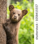 Baby bear stares at camera 