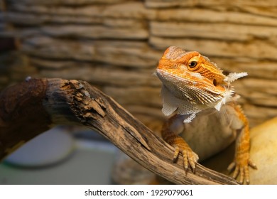 Baby of bearded agama dragon with shedding skin on head and sits on log in his terrarium. Cure exotic domestic animal, pet. The content of the lizard at home.