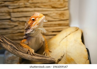Baby of bearded agama dragon with shedding skin on head and sits on log in his terrarium. Cure exotic domestic animal, pet. The content of the lizard at home.
