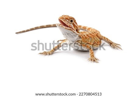 Baby bearded dragon full body, cute lizard onwhite background, animals close-up