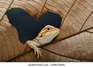 Baby bearded dragon lizard playing on a leaf - Powered by Shutterstock