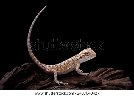 Baby bearded dragon sitting on wood, cute lizard on black background, animal looks whole