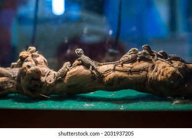 Baby Bearded Dragons In An Enclosure At A Reptile Show