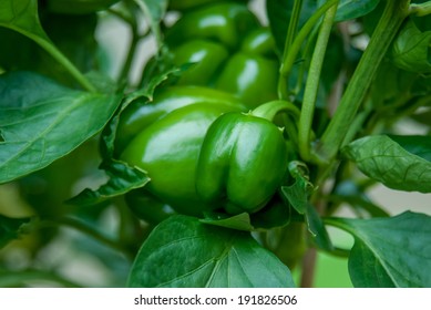 Baby Bell Green Peppers Growing in a Backyard Garden - Shutterstock ID 191826506