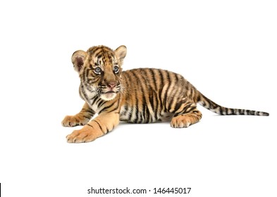 Baby Bengal Tiger Isolated On White Background