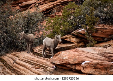 Baby Big Horn Sheep 