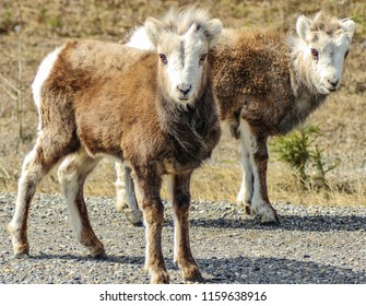 Baby Big Horn Sheep In Canada