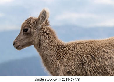 Baby Big Horn Sheep Closeup 