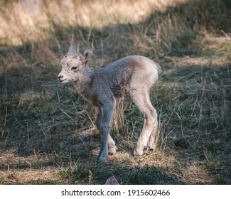 Baby Big Horn Sheep, South Dakota