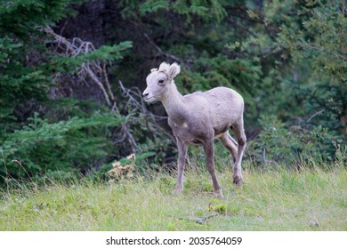 A Baby Big Horn Sheep Wondering Around