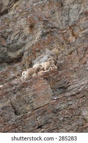 Baby Bighorn Sheep