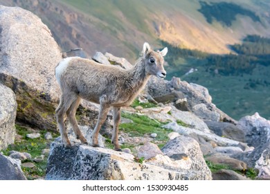 Baby Bighorn Sheep. Colorado, USA.