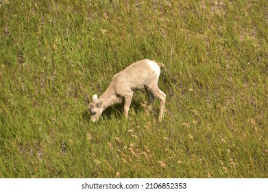 Baby Bighorn Sheep Grazing On A Sunny Day.