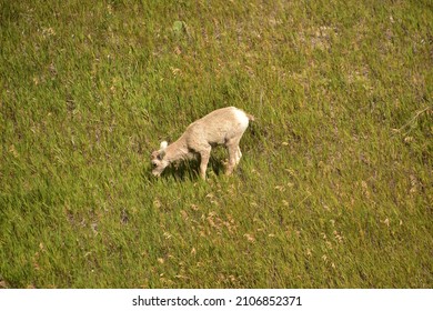 Baby Bighorn Sheep Grazing On A Summer Day.