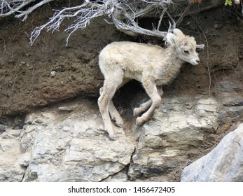 Baby Bighorn Sheep Jumping On Rocky Cliff