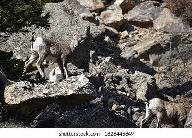 Baby Bighorn Sheep Playing In Rocks