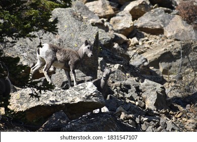 Baby Bighorn Sheep In The Rocky Mountains