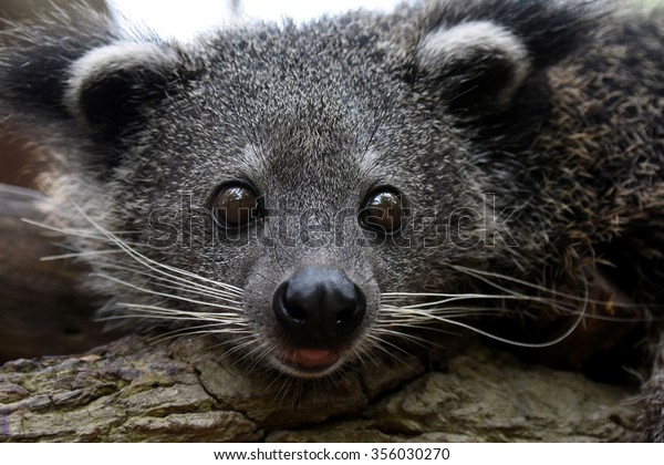 Bearcat Binturong Baby