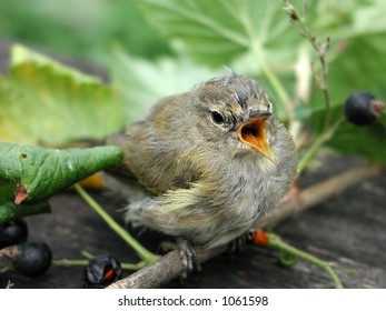 Baby bird