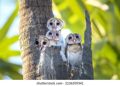 The Baby Of The Bird Is Cute , Barn Owl