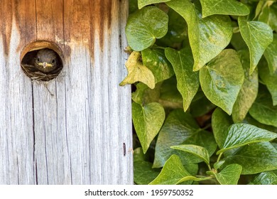 Baby bird. Cute Wren chick looking out from a home-made wooden nest box next to green ivy. Typical country cottage wall garden wildlife and nature image. Close-up countryside garden nature image.