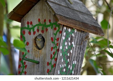 Baby Bird First Flight Out Of The Bird House.