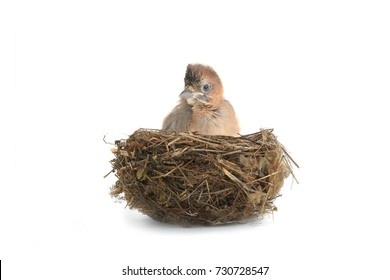 baby bird  jay in a nest isolated on a white background