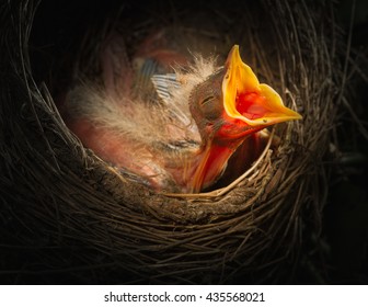 Baby Bird In The Nest With Mouth Open