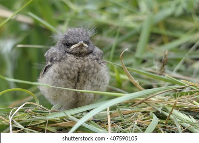 Baby Bird Oenanthe