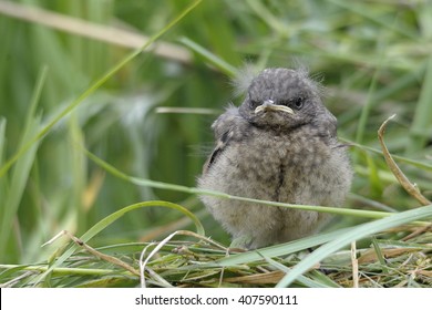 baby bird Oenanthe