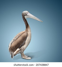 Baby Bird Of A Pelican On Blue Background