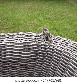 A baby bird perched on a rattan garden chair - Powered by Shutterstock