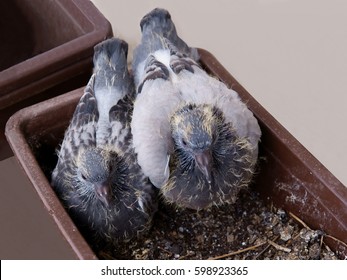 Baby Bird Of Pigeon In My Balcony