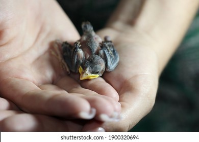 Baby bird protected by careful, warm hands. - Shutterstock ID 1900320694