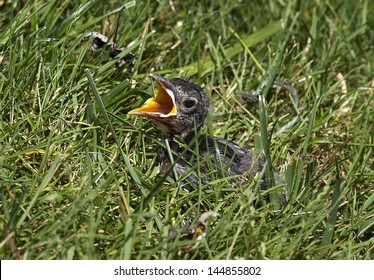 Baby bird separated from its mother and feeling lost in the grass