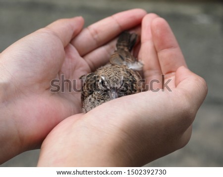 Baby bird sitting in Asian girl`s hand, Bird on a hand in the morning, Selective focus, Ecology concept.