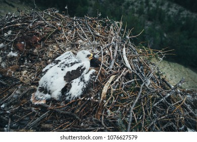 Baby bird of a steppe eagle in the nest on the top of the rock