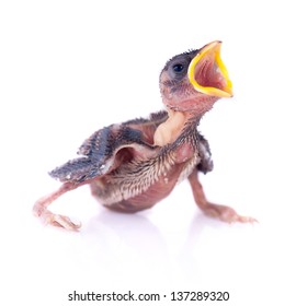 Baby Bird Of Swallow Solated On White And Hungry For Food 