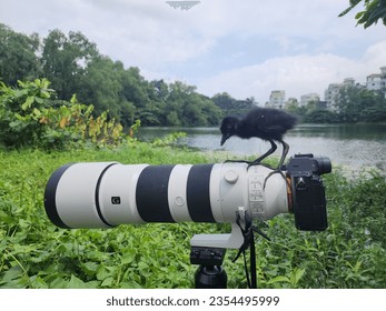 A baby bird of waterhen sitting on a camera lens beside the lake