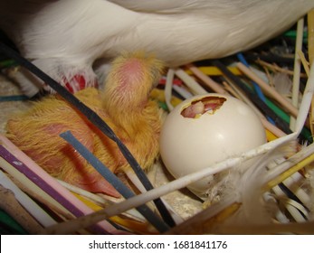 Baby Birds Hatching (pigeon) From Their Eggs Shells.
Birth Of New Life, Cute Animal, New Born Life, First Moments Of Birth.
Bird Nest, Egg Hatched, Young Chicks, Beautiful Animal, Chick, Babies, Dove