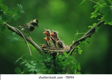  Baby birds in the nature.