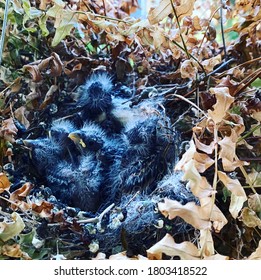 Baby Birds In Nest House Finch