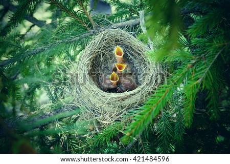 Baby birds in the nest birds and mistle thrushes. Thrushes. Hungry children. A green filter.