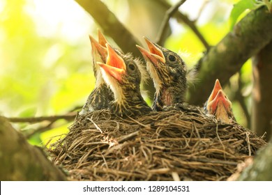 Baby birds in a nest on a tree branch close up in spring in sunlight